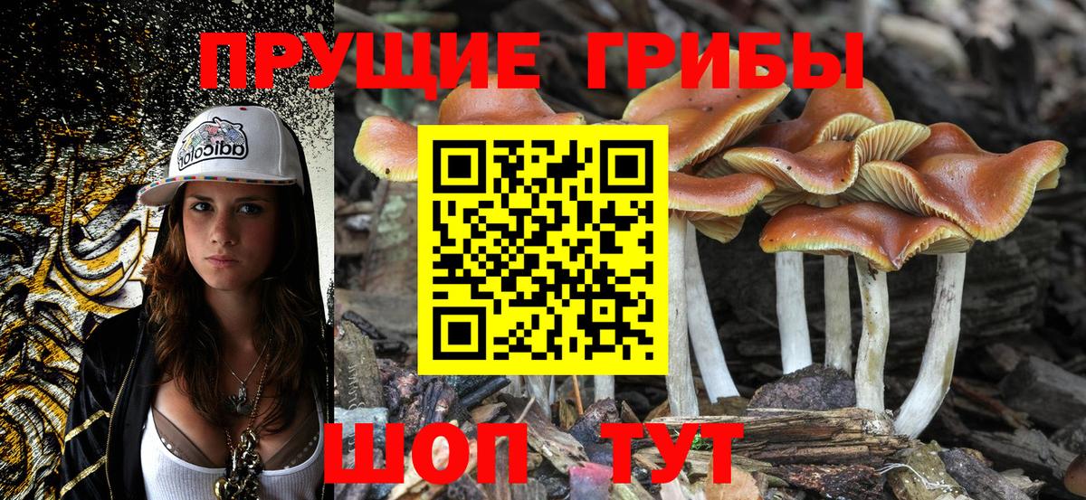 Псилоцибиновые грибы мицелий Нововоронеж